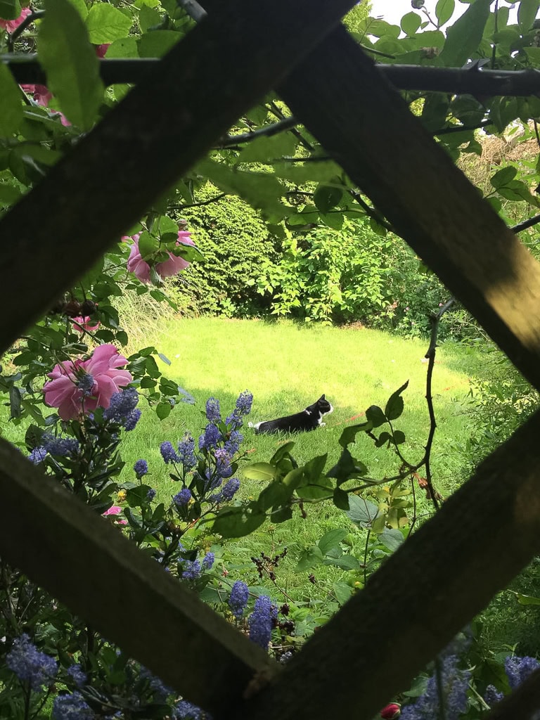 Tuinzicht met kat, bloemen en groen bij Sloterweg 1257.